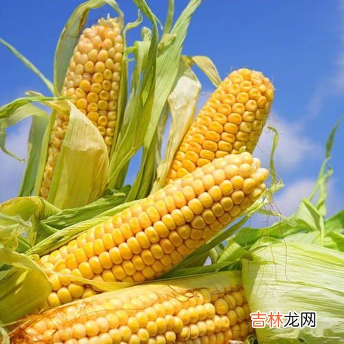 胡萝卜和玉米可以一起吃吗,玉米和胡萝卜能一起吃吗