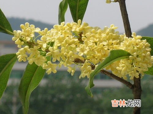 干桂花做桂花蜜要洗吗,桂花蜜是干桂花还是鲜桂花