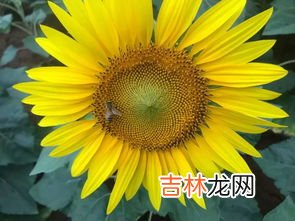 向日葵传播种子的方法,向日葵靠什么传播种子?
