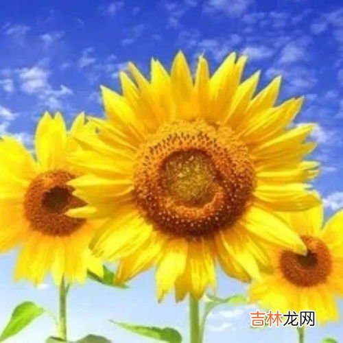 向日葵传播种子的方法,向日葵靠什么传播种子?
