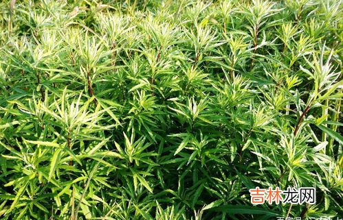 蒌蒿怎么吃,蒌蒿满地芦芽短的蒌蒿是什么植物?请问能食用吗?