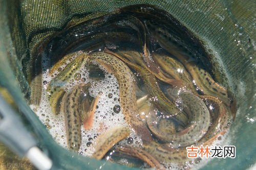 泥鳅吃什么食物,泥鳅主要吃什么？