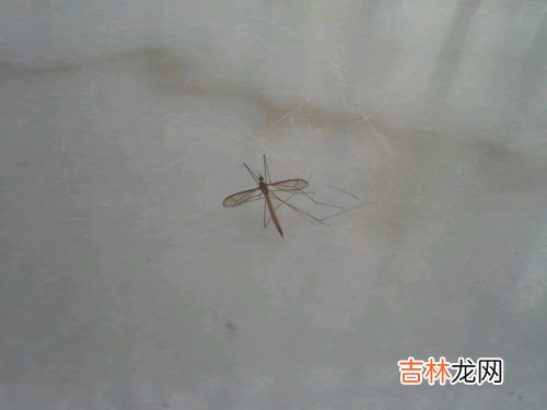 冬天有蚊子正常吗,为什么冬天屋子里会有那么多的蚊子呢?