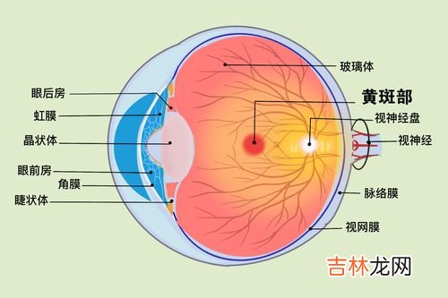 视网膜脱落能不能治疗,视网膜脱落能不能治疗好