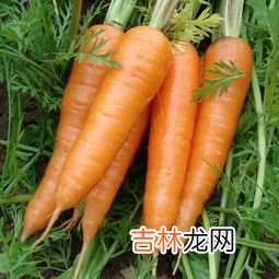 胡萝卜不能和什么一起吃,胡萝卜会与哪些食物相克？