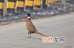 鸡是鸟吗,鸡属于鸟类吗