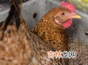 鸡是鸟吗,鸡属于鸟类吗