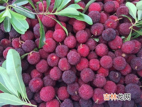 杨梅怎么保存时间长,杨梅怎么保存能放时间长一点,清洗密封冷冻可保存近一年吗?