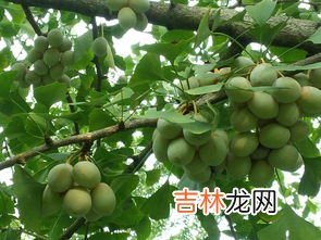 银杏果的食用方法,银杏果如何食用?