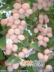 银杏果的食用方法,银杏果如何食用?