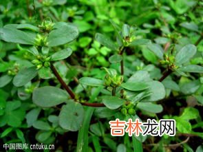 马齿苋的功效,马齿苋有哪些功效?
