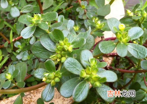 马齿苋的功效,马齿苋有哪些功效?