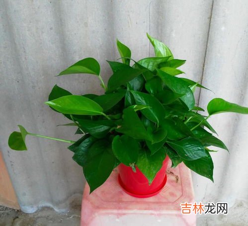 绿萝吸甲醛,绿萝吸甲醛要怎样放置才有效