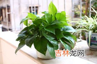 绿萝吸甲醛,绿萝吸甲醛要怎样放置才有效