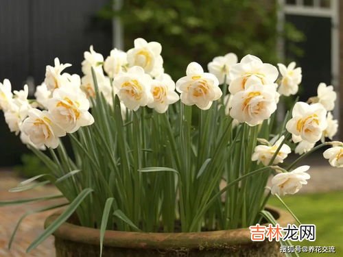 马蹄莲11月份能栽吗,如何种植马蹄莲种植时间和方法