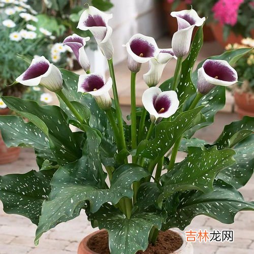 马蹄莲11月份能栽吗,如何种植马蹄莲种植时间和方法