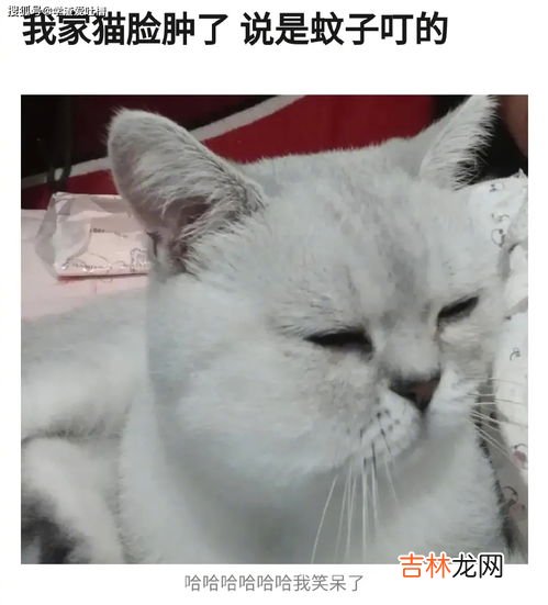 家里有源源不断的蚊子怎么办,家里好多蚊子,怎么办