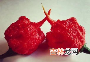 吃嫩姜的好处与坏处,吃姜有什么好处和坏处
