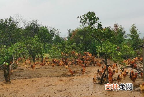 常山现在叫什么,常山为什么改名石家庄?