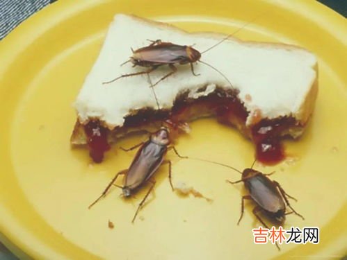 长期驱赶苍蝇的办法,有什么好办法可以驱赶苍蝇