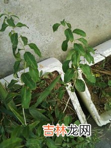 美人蕉的药用价值,花叶美人蕉的种植方法 花叶美人蕉的种植技术