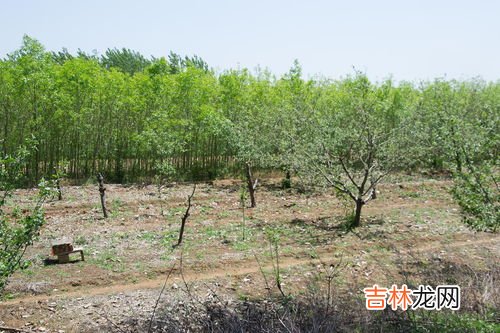 罗汉松大叶中叶小叶怎样区分,罗汉松有几个品种