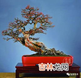 罗汉松大叶中叶小叶怎样区分,罗汉松有几个品种