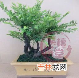 罗汉松大叶中叶小叶怎样区分,罗汉松有几个品种