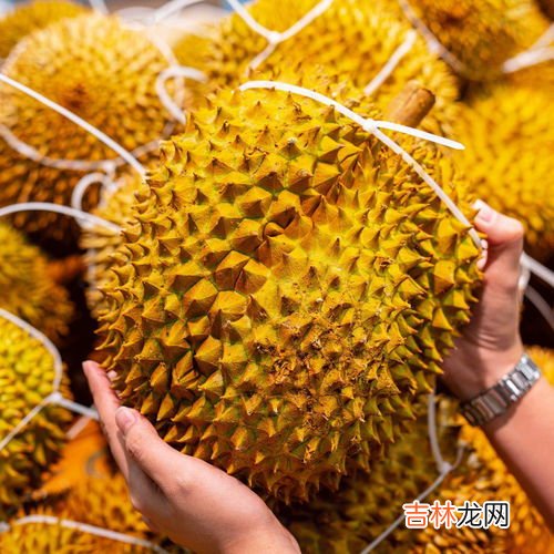 榴莲买大的还是小划算,榴莲重的好还是轻的好 榴莲买几斤重的最好