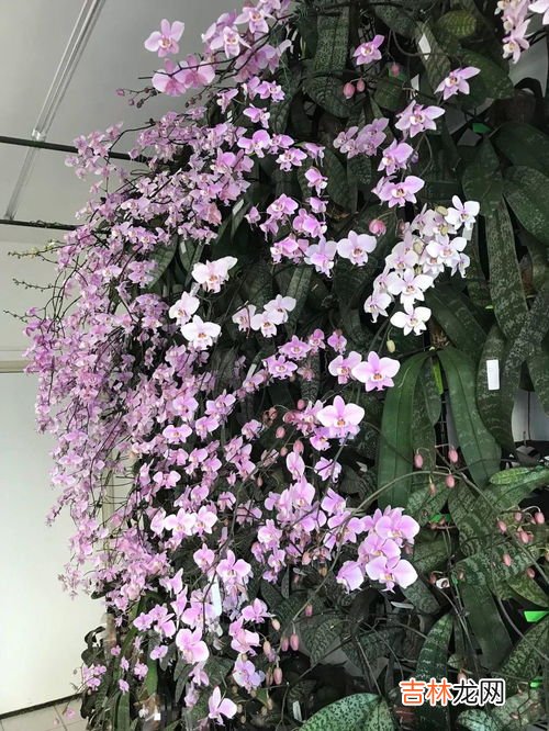 迷你风铃花养殖方法,风铃花的养殖方法和注意事项