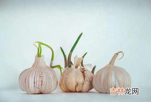 大豌豆发芽了还能吃吗,豌豆发芽了能吃吗
