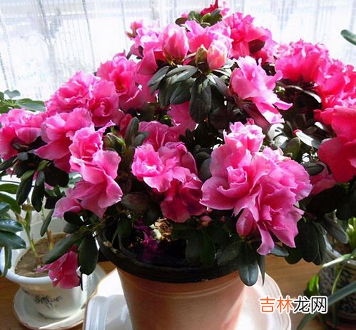 马银杜鹃怎么养,我在昆明居住，家中种了盆马缨杜鹃花，已经一年多，今年夏天马缨花叶子干枯如图，请懂得种养的人指点迷津