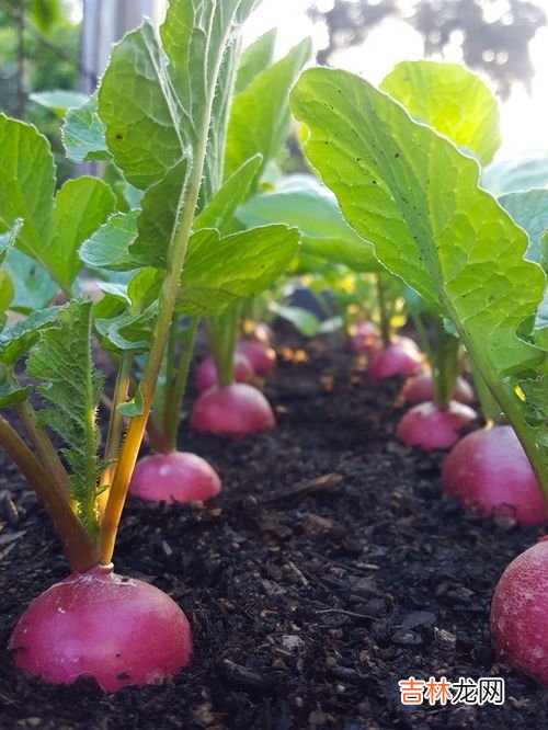 萝卜怎样施肥才能又嫩又脆,萝卜如何施肥