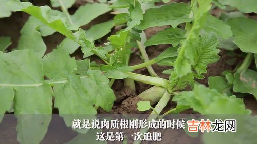 萝卜怎样施肥才能又嫩又脆,萝卜如何施肥