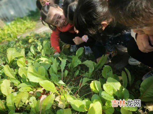 萝卜怎样施肥才能又嫩又脆,萝卜如何施肥