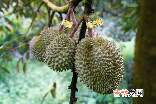 女人吃榴莲的好处,女人吃榴莲有什么好