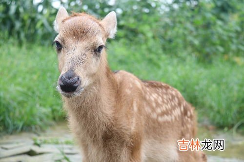 城市中邂逅野生动物该如何,野猪街头四处乱窜,横冲直撞,居民遇到野生动物该如何自保?