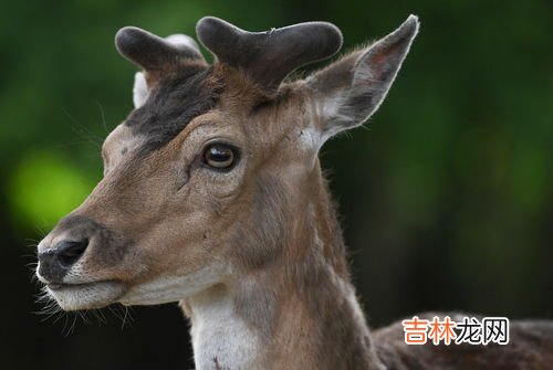 城市中邂逅野生动物该如何,野猪街头四处乱窜，横冲直撞，居民遇到野生动物该如何自保？