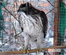 城市中邂逅野生动物该如何,野猪街头四处乱窜，横冲直撞，居民遇到野生动物该如何自保？