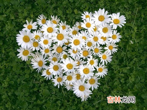 雏菊的花语和寓意,小雏菊的花语和寓意