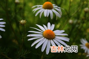 雏菊的花语和寓意,小雏菊的花语和寓意