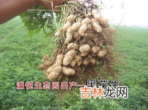 黑花生的功效与作用及禁忌,黑花生米有什么功效