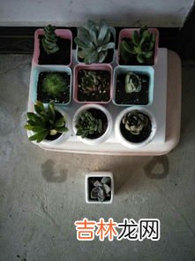 鲁氏石莲花怎么养,鲁氏石莲花