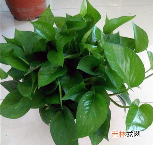 绿萝上什么肥料好,绿萝施肥需施什么肥料?