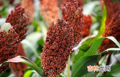 100斤高粱能酿多少酒,100斤高粱能良多少高粱酒