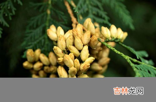 松树叶子煮水喝的功效,喝松树皮喝松树叶熬的水对身体有好处吗？