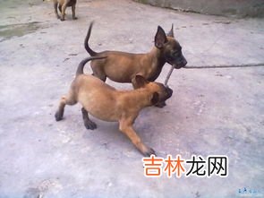 马犬血统分为哪几种,马犬兰博是什么血系