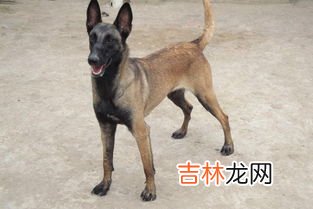 马犬血统分为哪几种,马犬兰博是什么血系