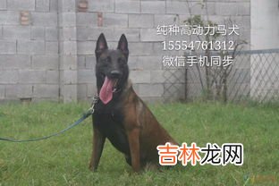 马犬血统分为哪几种,马犬兰博是什么血系