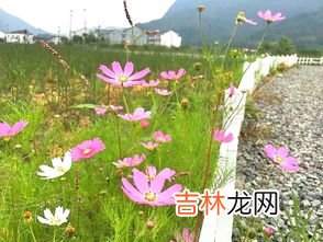 马鞭草什么时候种,马鞭草什么时候播种合适